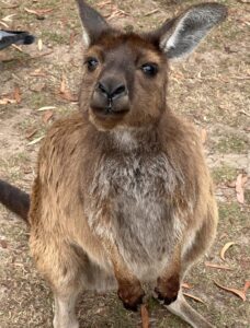 sydney-australia-kangaroo