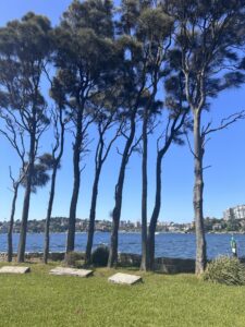 sydney-australia-trees-harbor