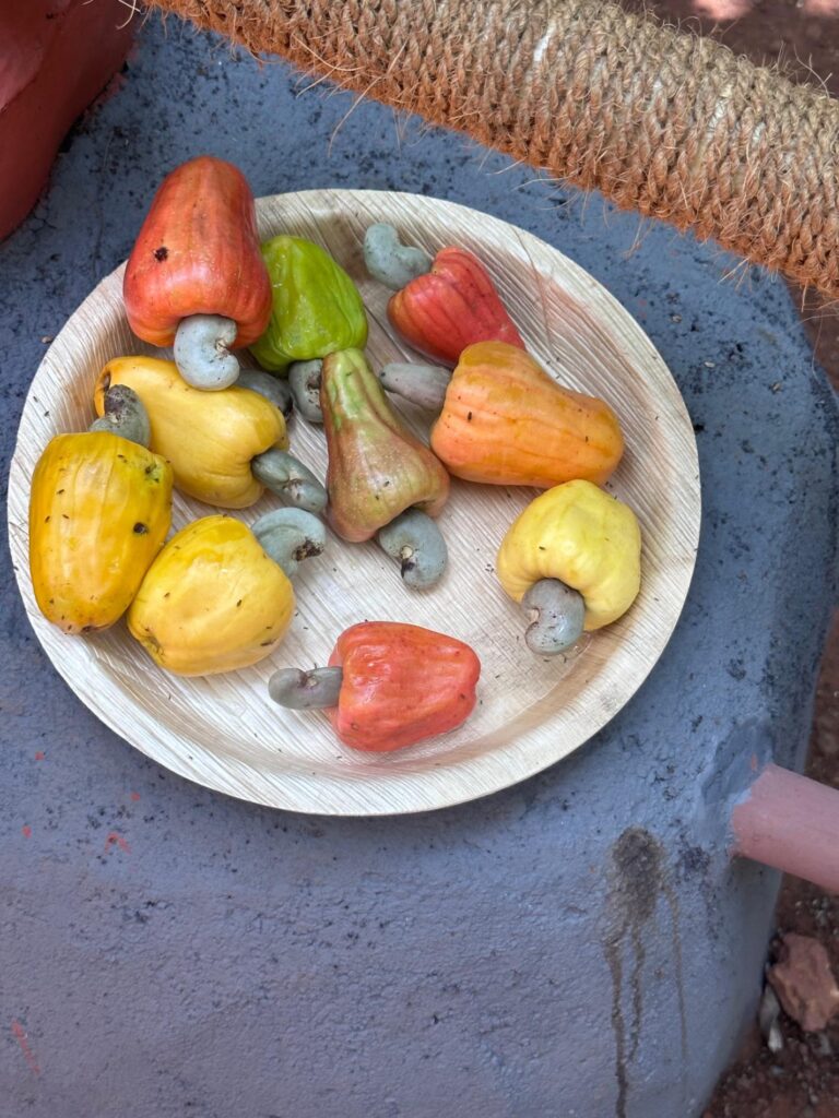 goa-southern-india-cashews
