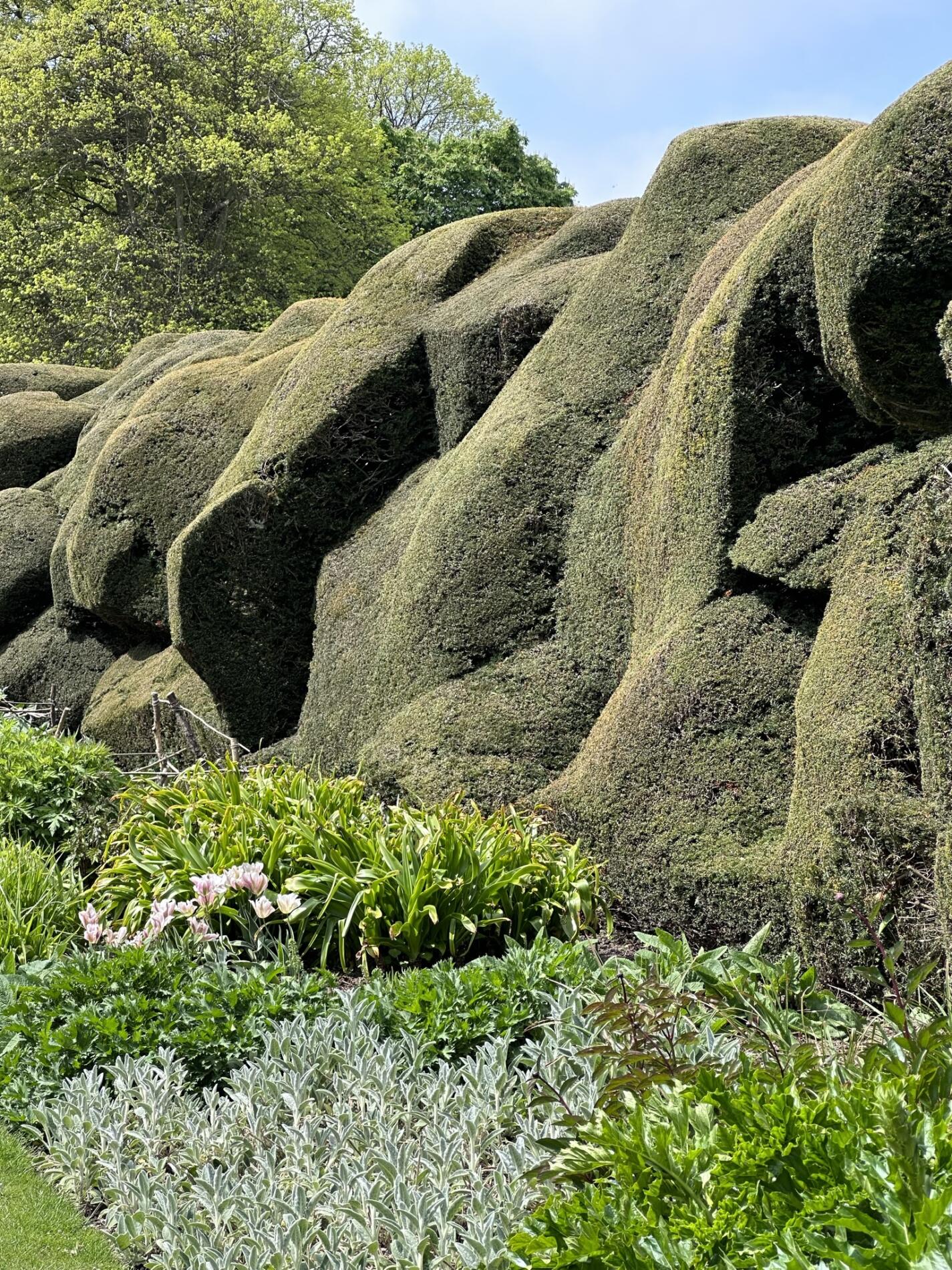 Yew Hedges
