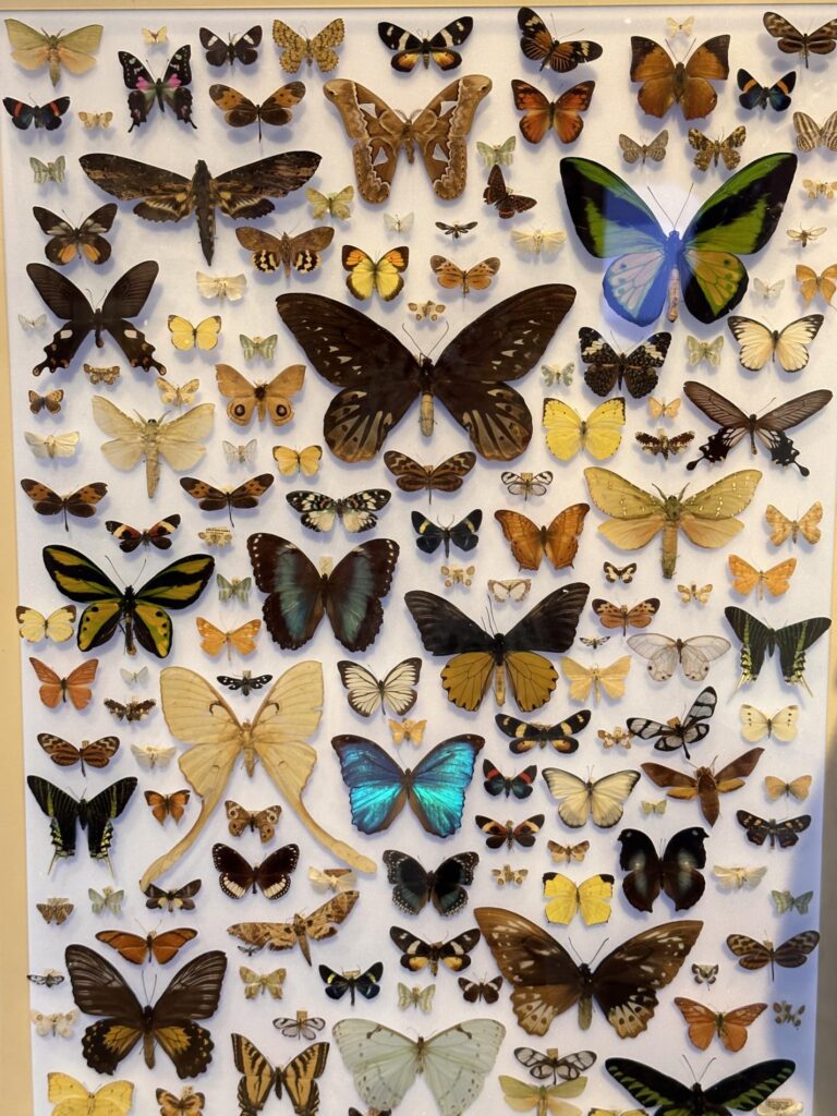Native butterflies